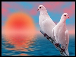 Gołębie, Dwa, Białe